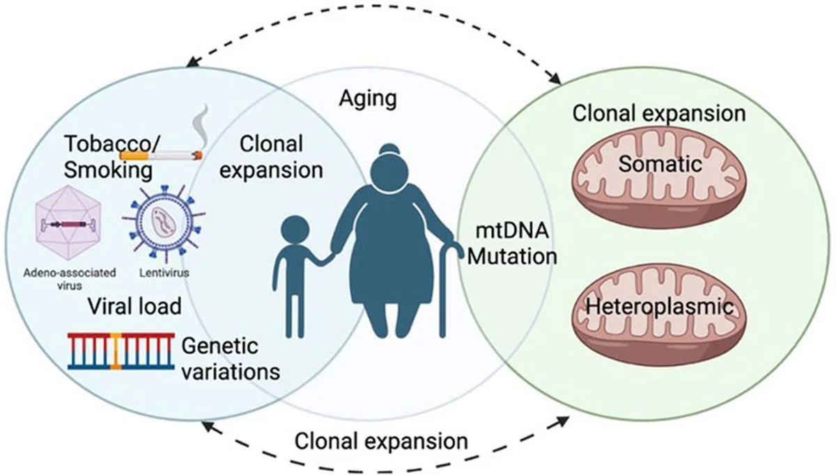 eeneiwitmeerble-extra-1.webp Eén eiwit meer bleek de celbatterijen van muizen sterker te maken, met verrassend effect op hun leeftijd - image 1