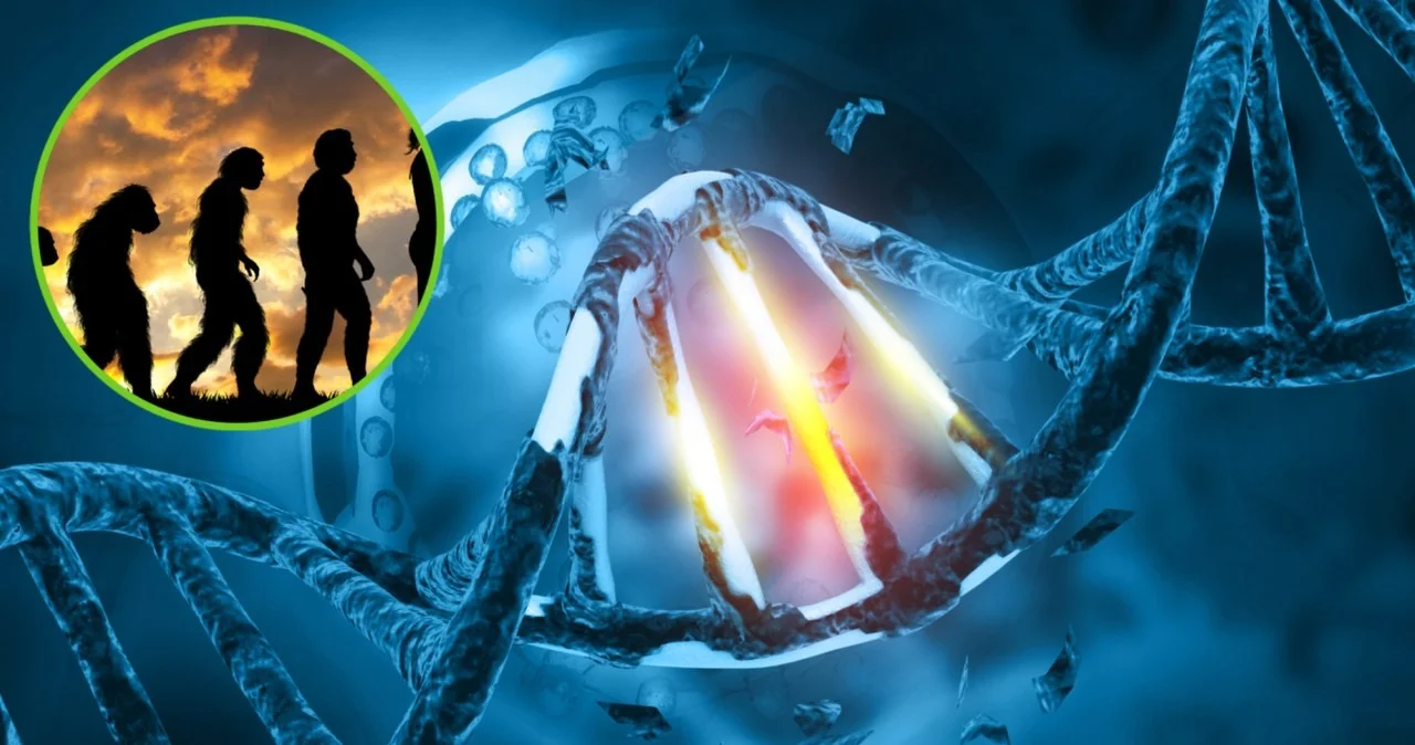 Oud Zuid-Afrikaans DNA onthult 200.000 jaar genetische isolatie