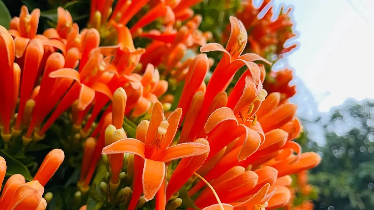 Waarom échte tuinexperts deze winterbloeier het hele jaar door in hun tuin zetten