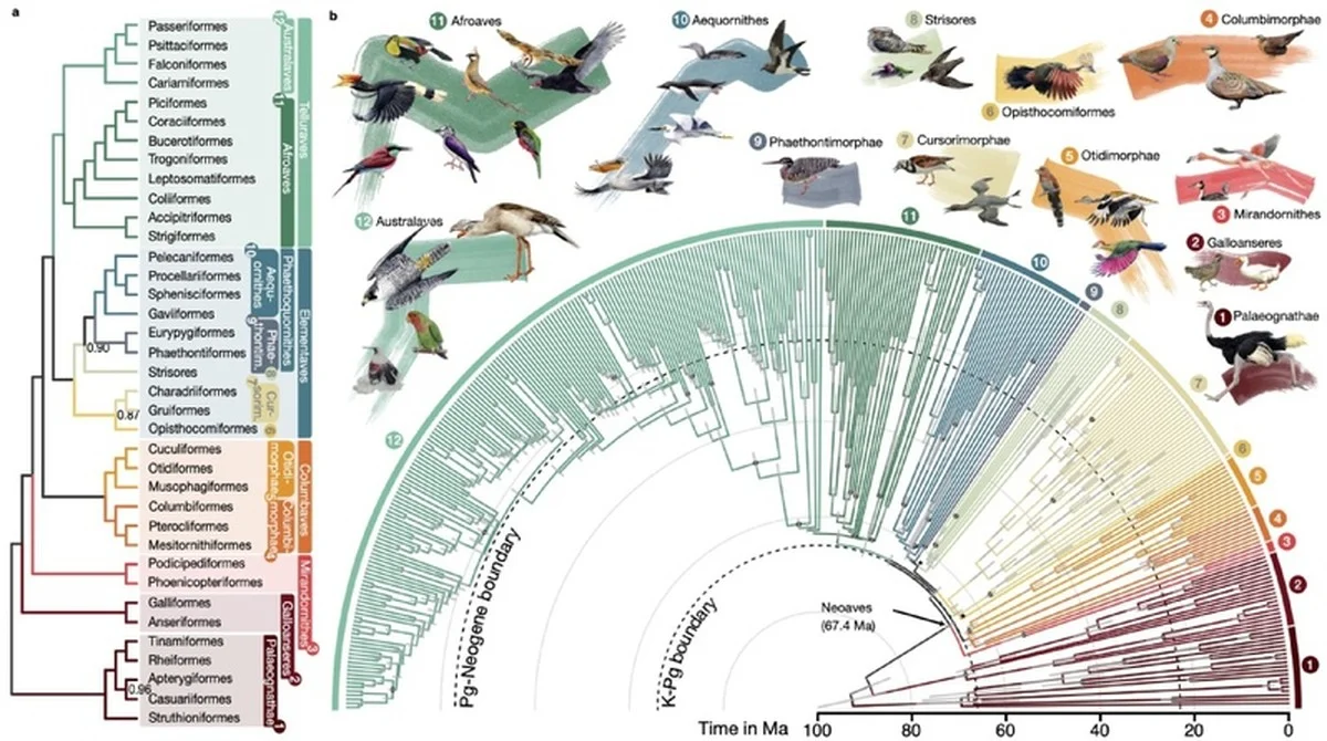 De huismus: dit kleine vogeltje levert de genetische sleutel voor het redden van bedreigde diersoorten - image 1