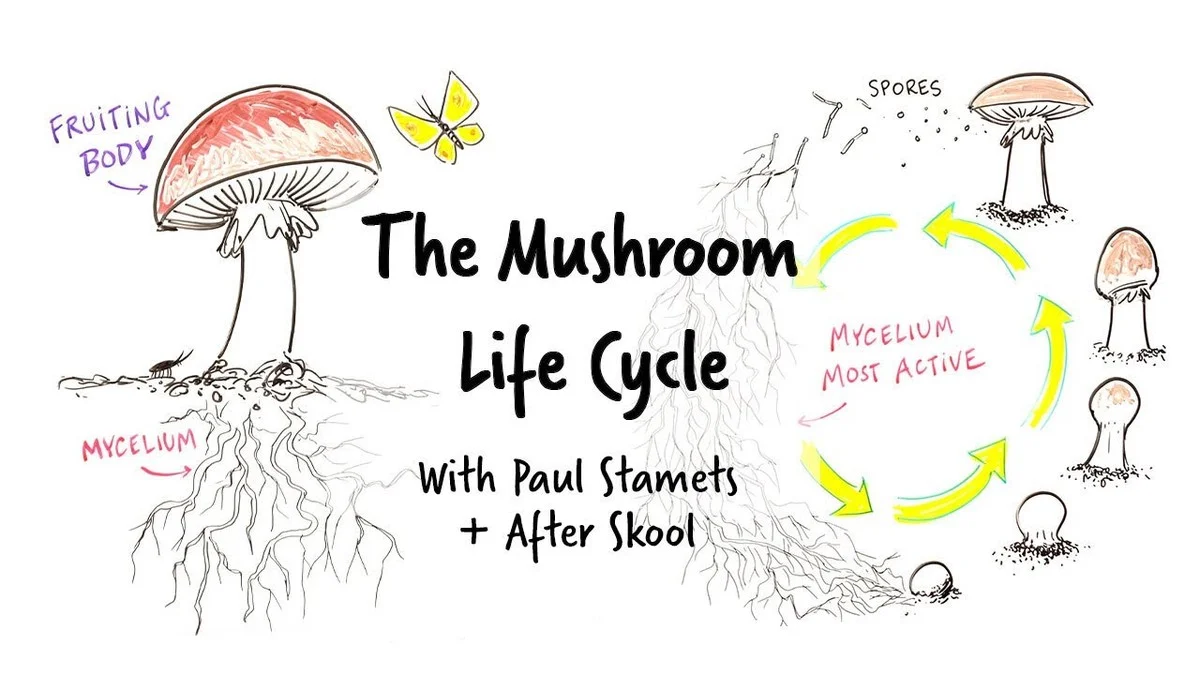 De vreemde paddenstoel die slechts één dag leeft, nu gespot in een Nederlandse botanische tuin - image 2