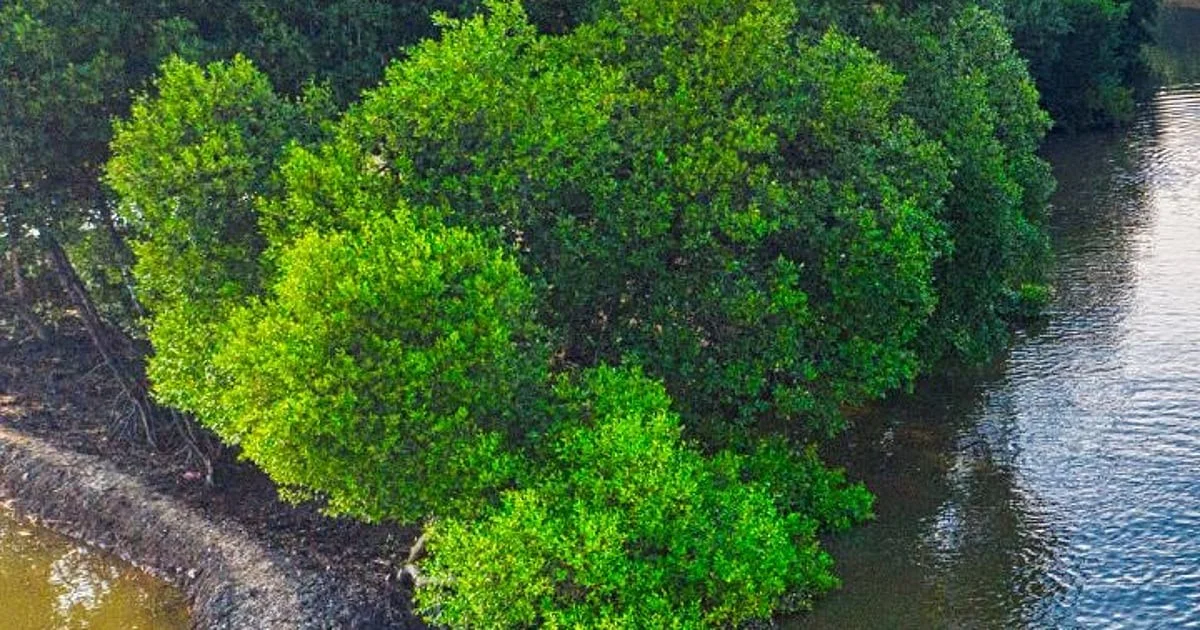 Waarom je beter niet onder deze boom kunt schuilen bij een regenbui