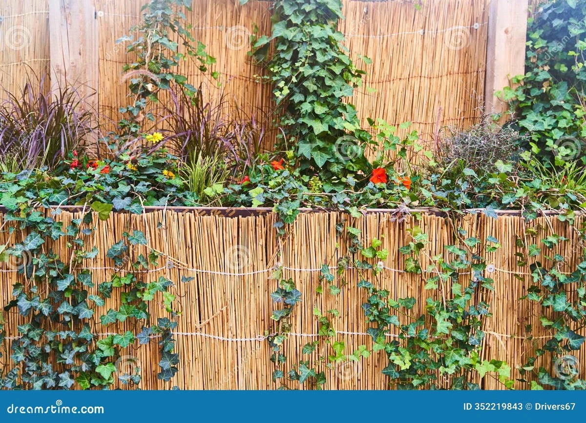 Waarom échte tuinexperts deze winterbloeier het hele jaar door in hun tuin zetten - image 2