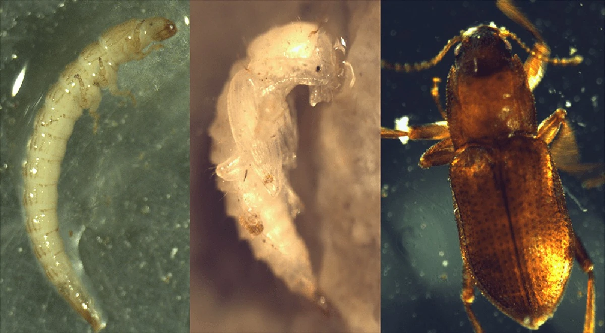 Waarom experts nu met zorg naar zaagsel kijken: de nieuwe plaag-doorbraak in Australië - image 1