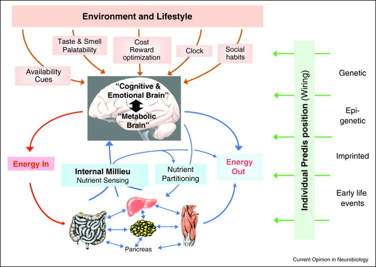 Waarom je óltijd nog ruimte hebt voor vlaai na een vol kerstdiner - image 2