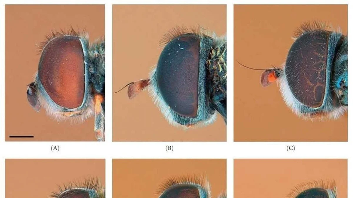 Deze nieuwe, unieke soort op La Palma is het bewijs dat je natuur verkenners nog niet kent