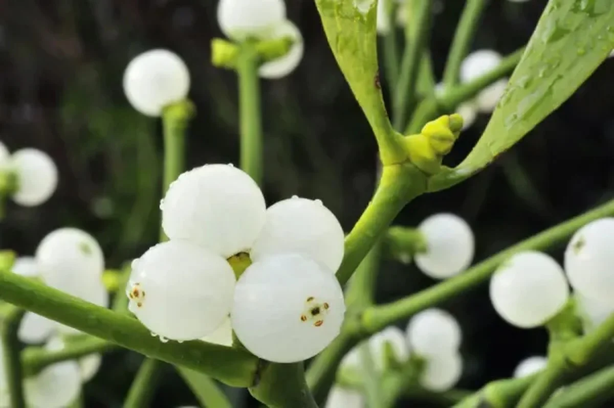 De verrassende dubbelrol van de kerstmistel: giftig, maar goed voor je bloeddruk? - image 2