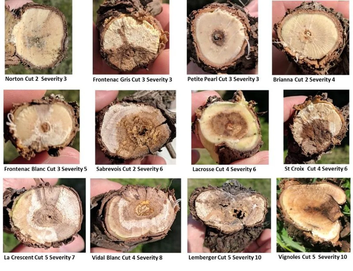 Waarom je na het snoeien van druivenranken altijd met een koperbad moet beginnen - image 1