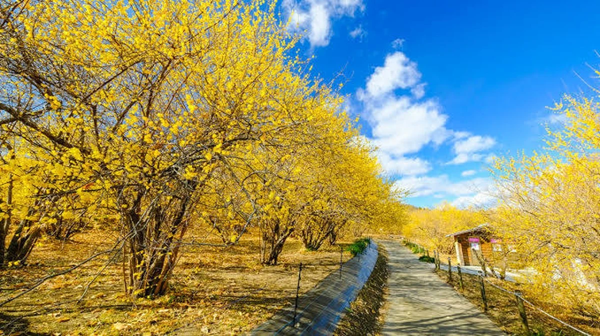 Waarom je deze vier verborgen gele bloemen in Gunma niet mag missen deze winter