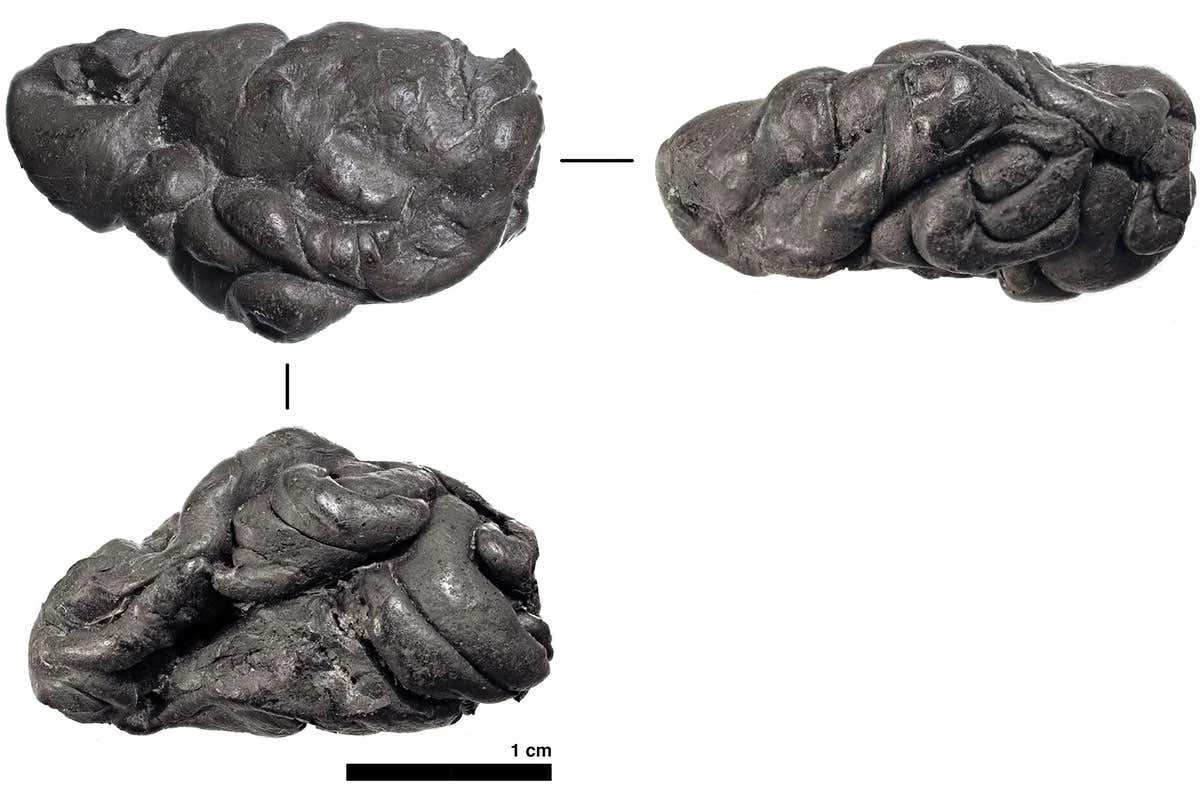 Geheime DNA in oeroude teer onthult wie de gereedschappen maakte en wat ze aten - image 1