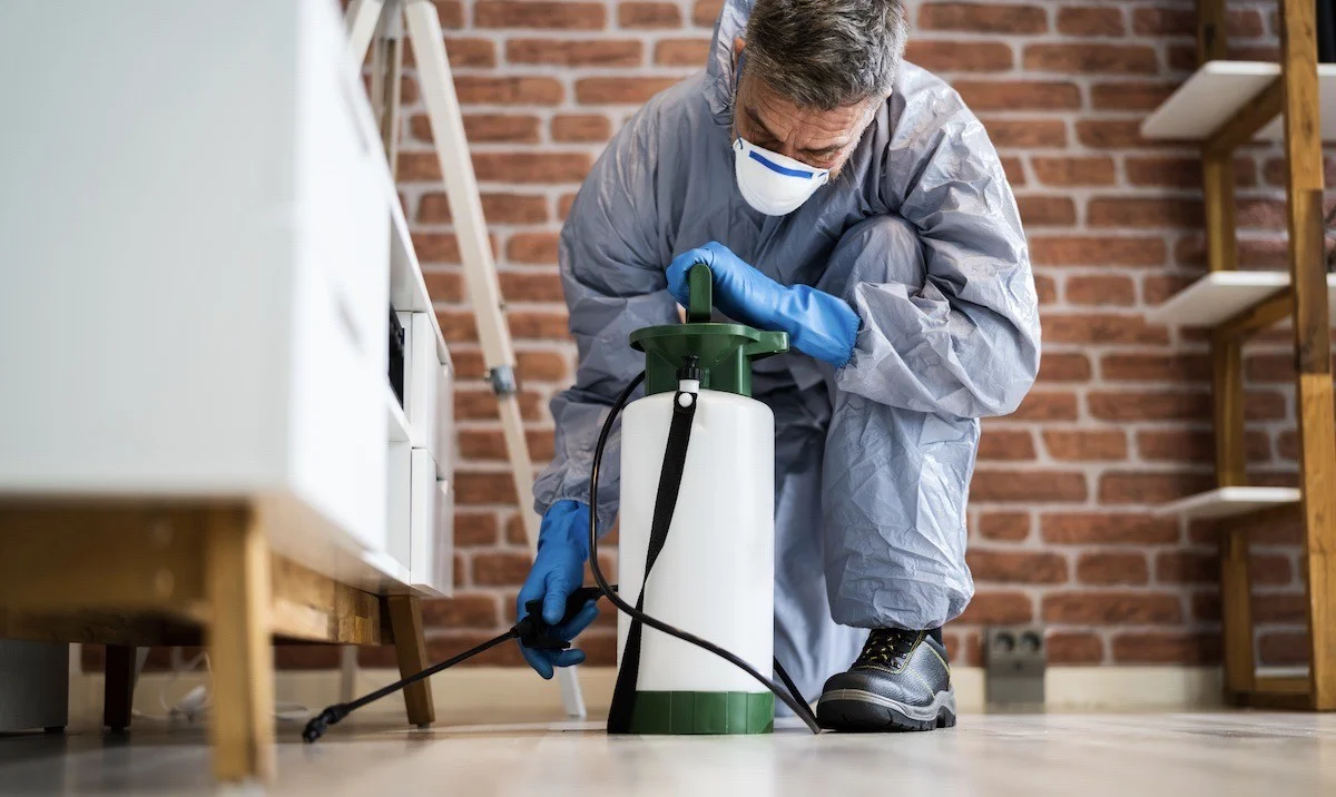 waaromjeindecem-extra-2.webp Waarom je in december nog muggen hoort zoemen (en waar ze écht broeden) - image 2