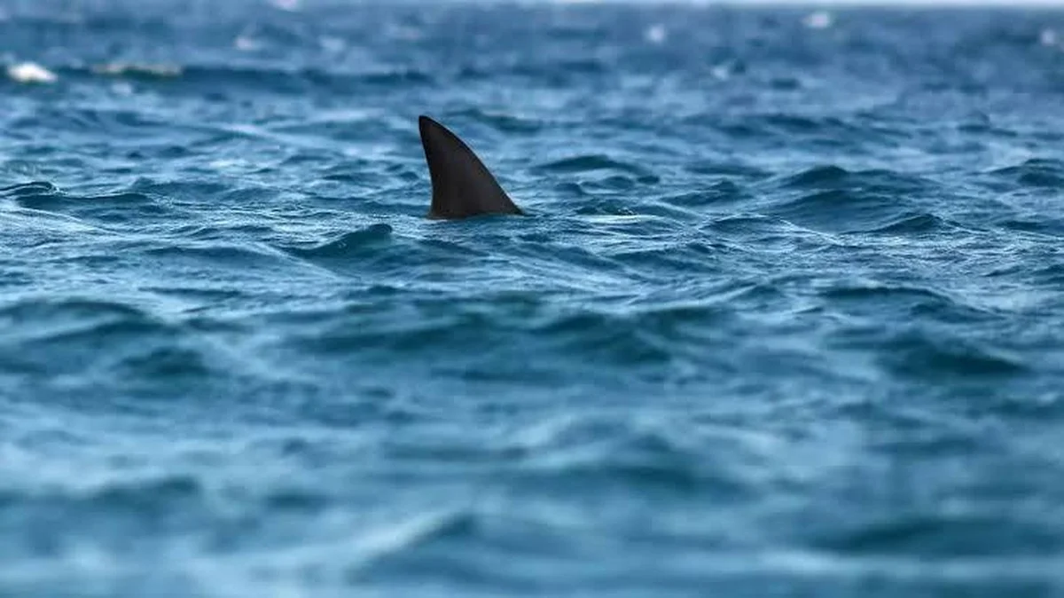 Gigantische prehistorische haai ontdekt bij Darwin: sporen van Tethys