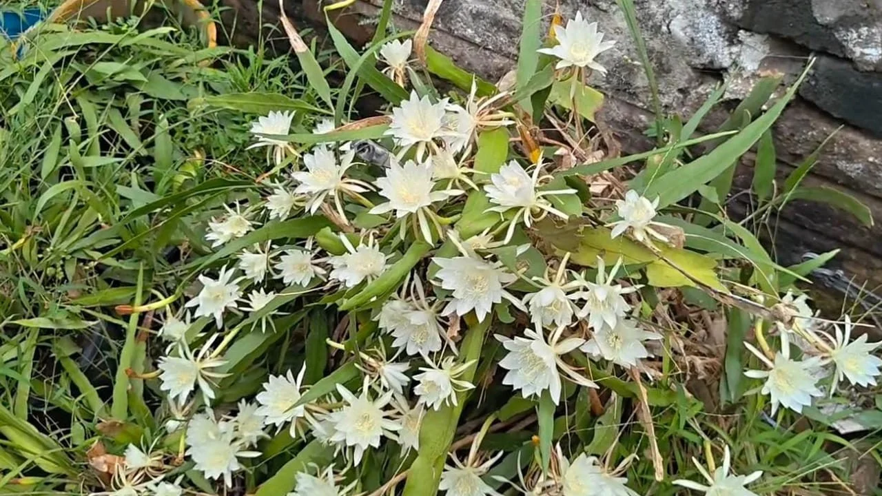100 bloemen tegelijk: zeldzame Brahma Kamalam in Kothapeta