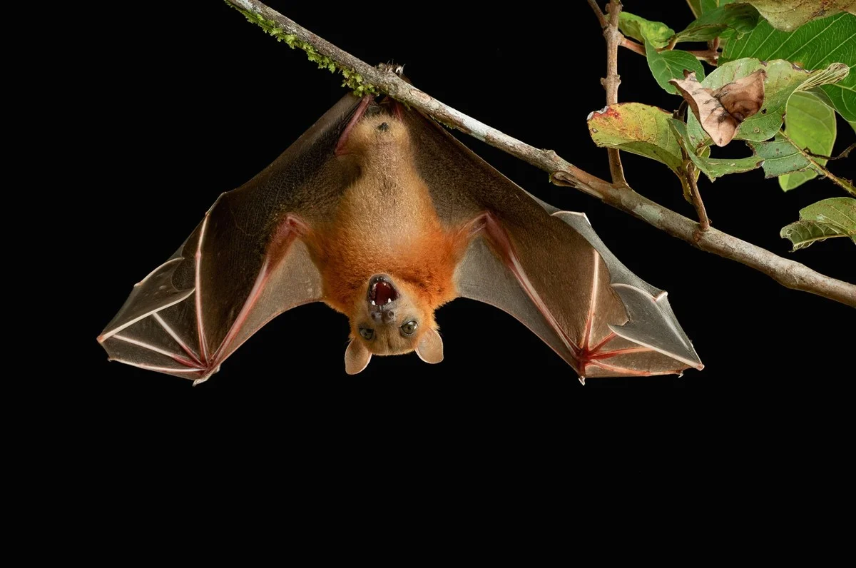 waaromvleermuiz-extra-1.webp Waarom vleermuizen ondersteboven hangen: het verrassende mechanisme achter hun