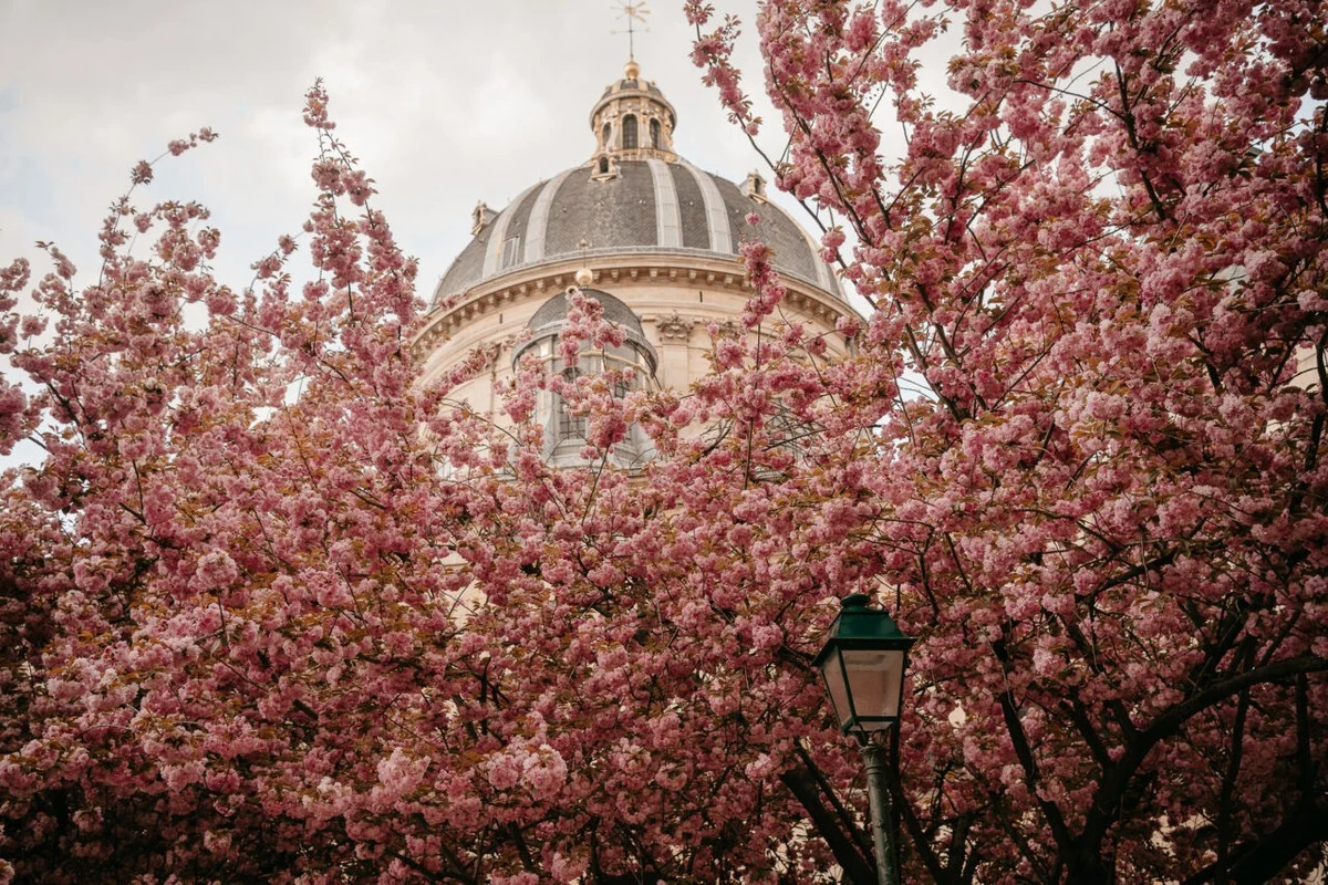 waarom de kersenbomen van Céret de eerste van Frankrijk zijn - image 1