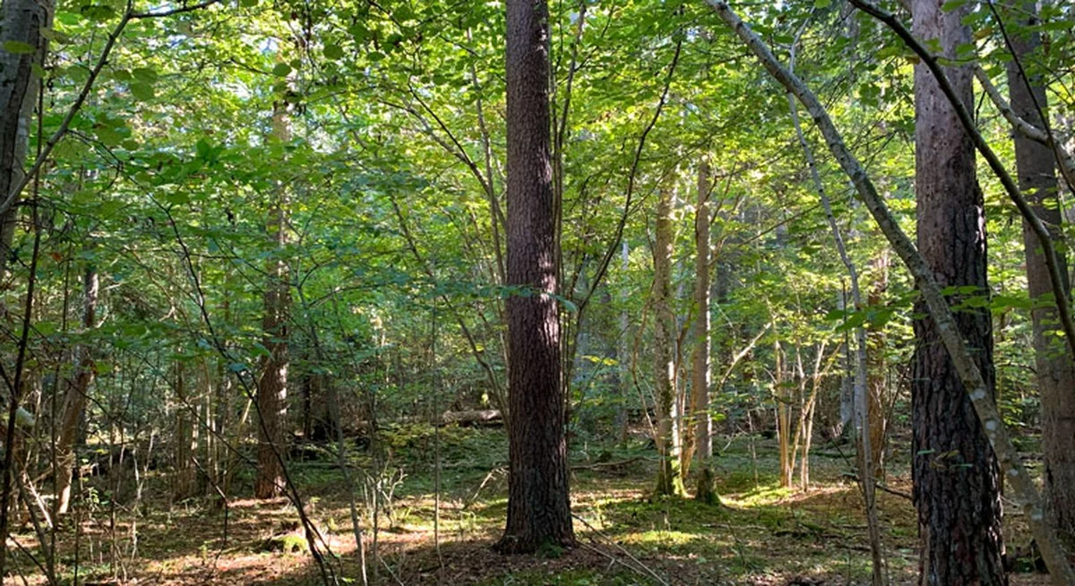 Deze 2 nieuwe natuurgebieden beschermen planten die bijna niemand meer ziet