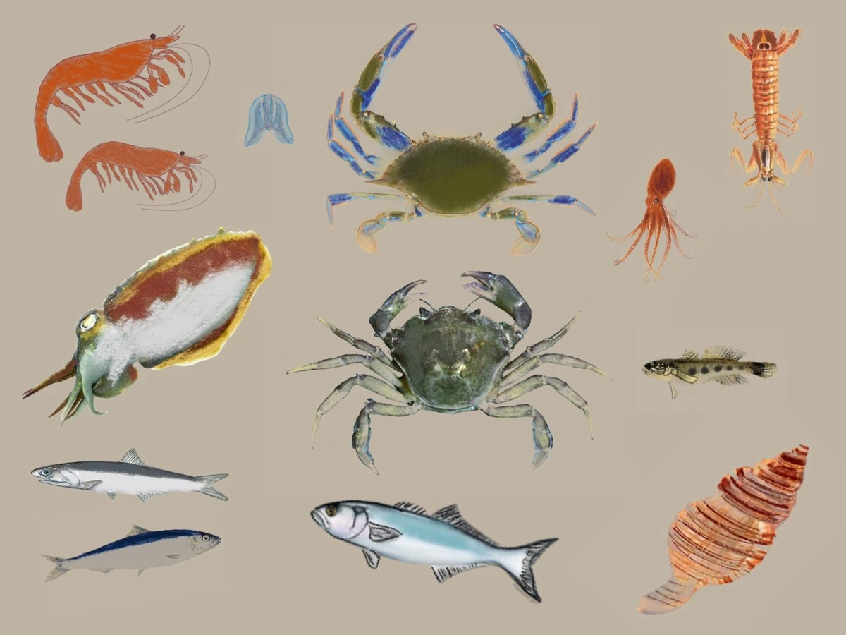 De onbekende plaag in de Venetiaanse lagune: erger dan de blauwe krab - image 1