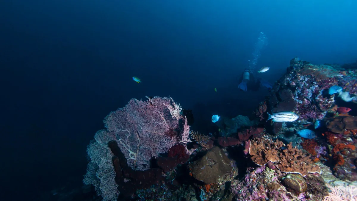 Waarom deze Franse duikers een vis fotografeerden die al 66 miljoen jaar 'uitgestorven' was