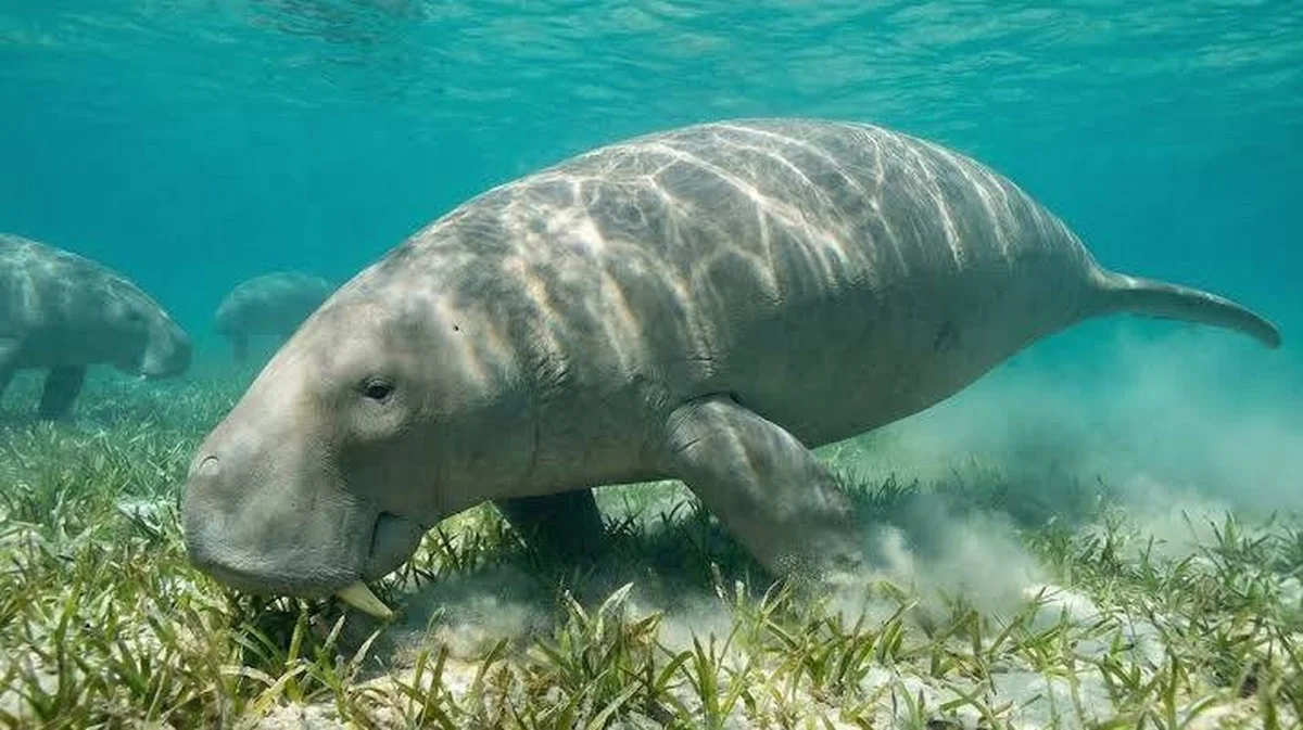 Waarom de ontdekking van een 21 miljoen jaar oude zeekoe het verhaal van de Golf compleet verandert