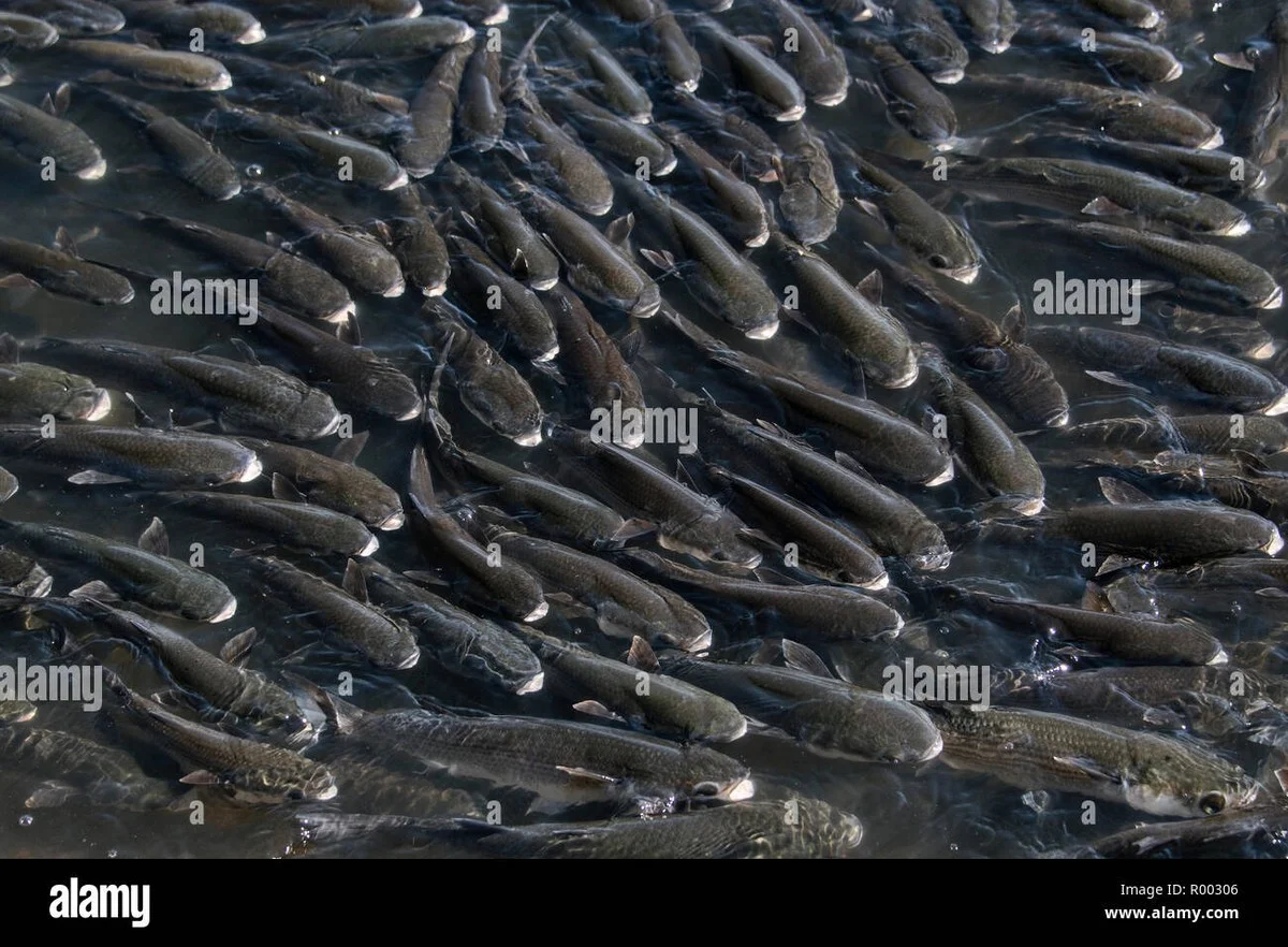 Waarom ervaren natuurfotografen de viszwermen bij Rio nu juist negeren - image 1
