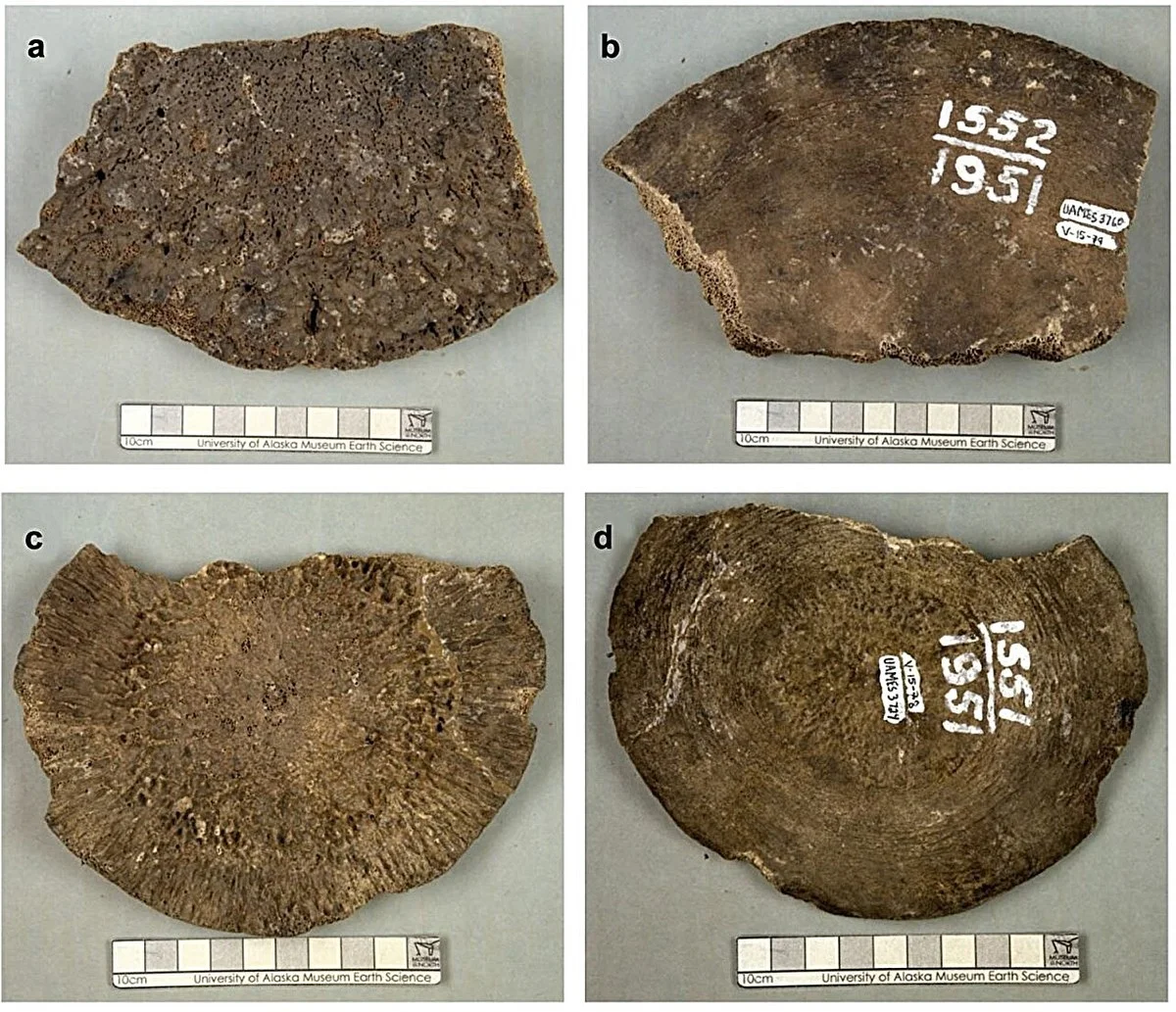 drie redenen om de inhoud van je tuinschuur te herbekijken