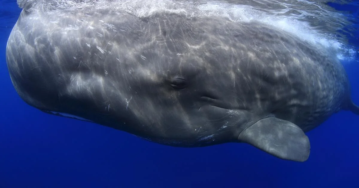 Waarom ervaren tuiniers een spons onderin de pot stoppen en drie verrassende wetenschappelijke doorbraken