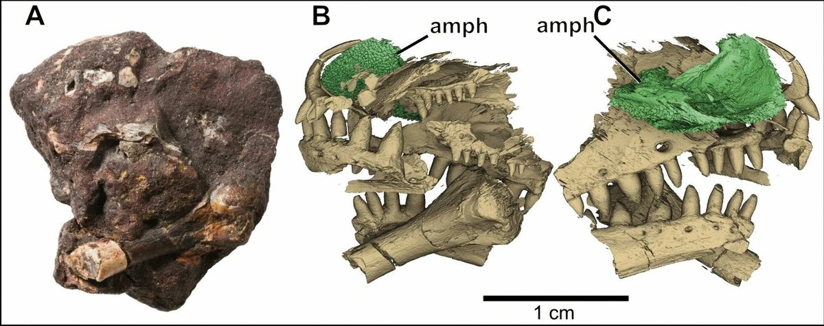 Zo herken je een dinosaurusvoetafdruk met je smartphone dankzij deze nieuwe ai-app - image 2