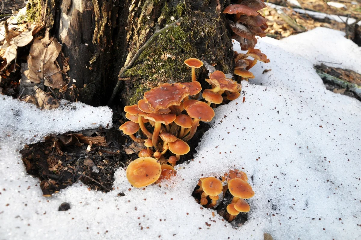 Waarom paddenstoelen zoeken in januari makkelijker is dan in de herfst