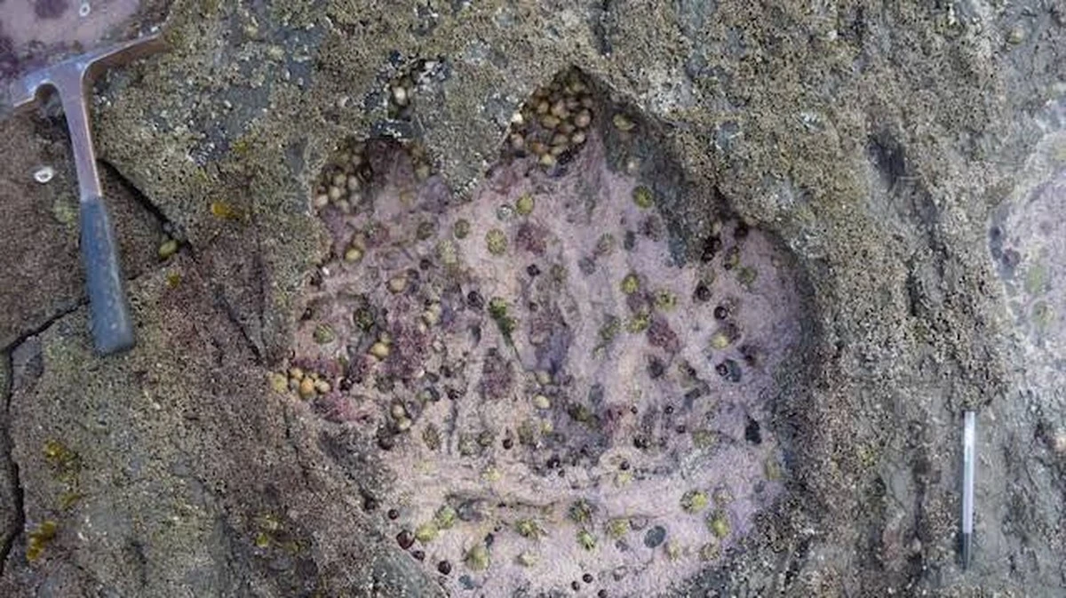 Waarom sporen van 200 miljoen jaar oud misschien toch van vogels zijn