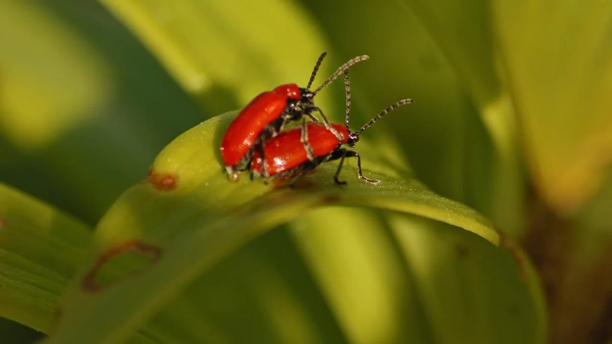 Deze felrode kever die niemand kent, nestelt nu in uw natuurpark (en hij lijkt op iets anders) - image 2