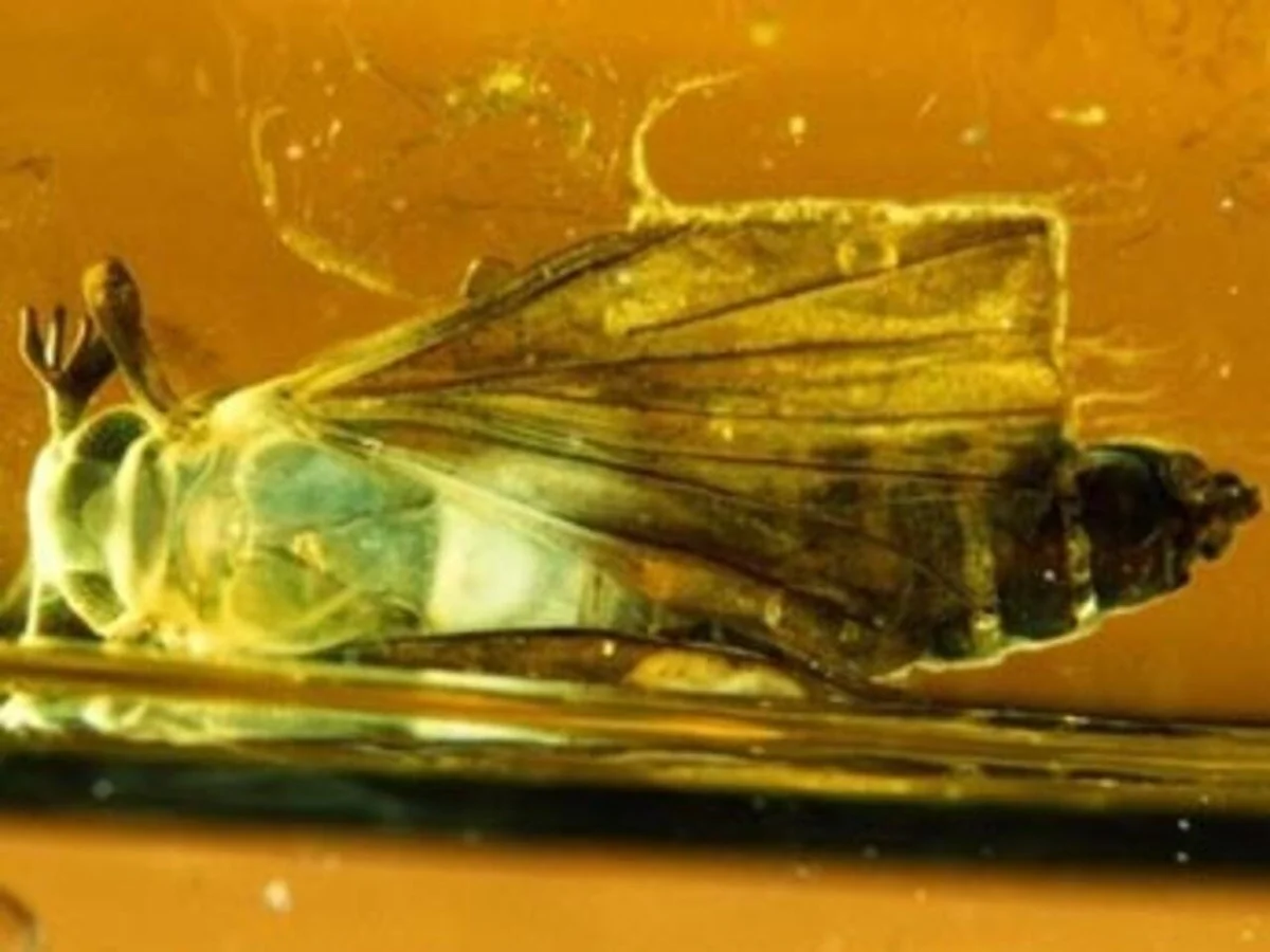Paleontologen versteld: nieuw 105 miljoen jaar oud wespsoort gevonden in Spaans barnsteen - image 1