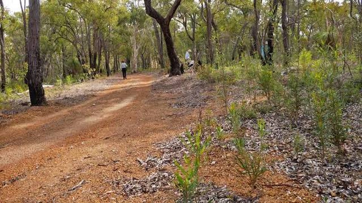 Zeldzame vleesetende Drosera silvicola herontdekt nabij Perth