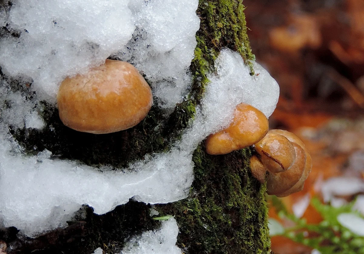Waarom paddenstoelen zoeken in januari makkelijker is dan in de herfst - image 2
