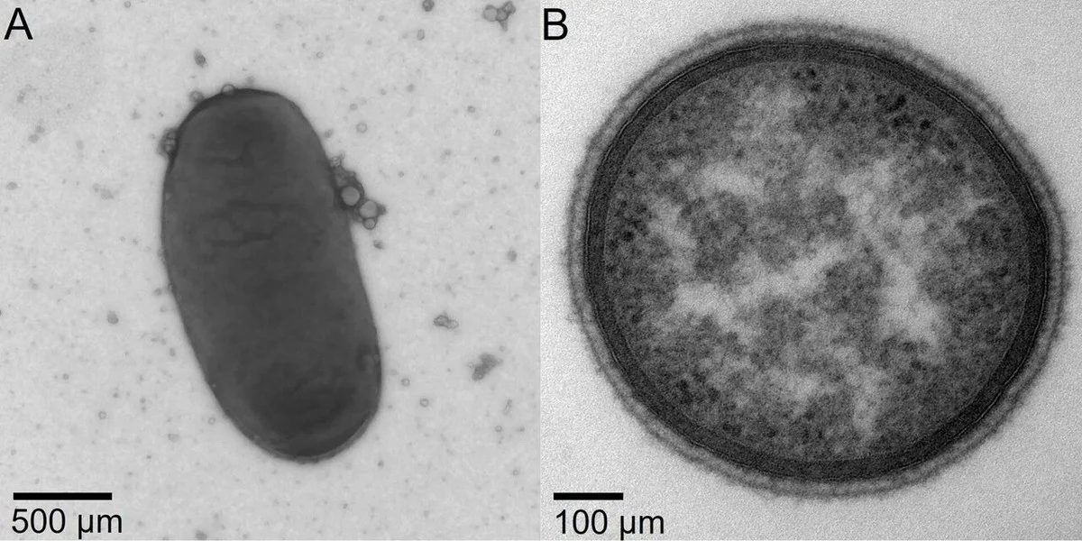 Bacteriën in NASA-cleanrooms: ontdek de 26 nieuwe, verrassend taaie levensvormen - image 2