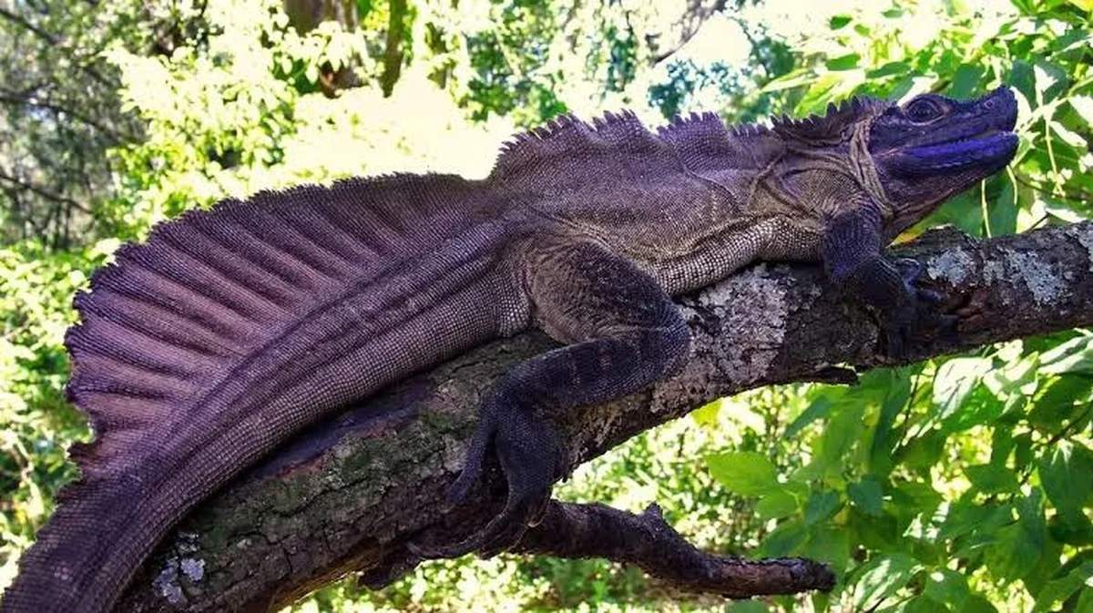 De verrassende reden waarom zeldzame reptielen ‘draak’ worden genoemd