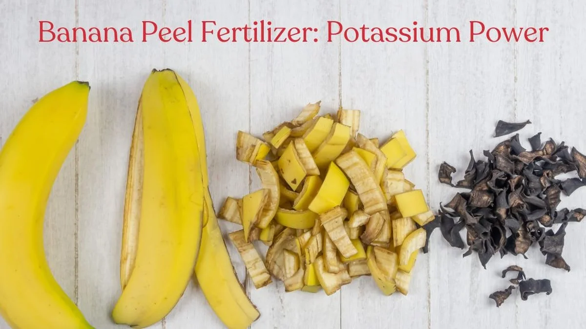 Waar de meeste mensen een fout maken met hun bananenschillen in de winter - image 1