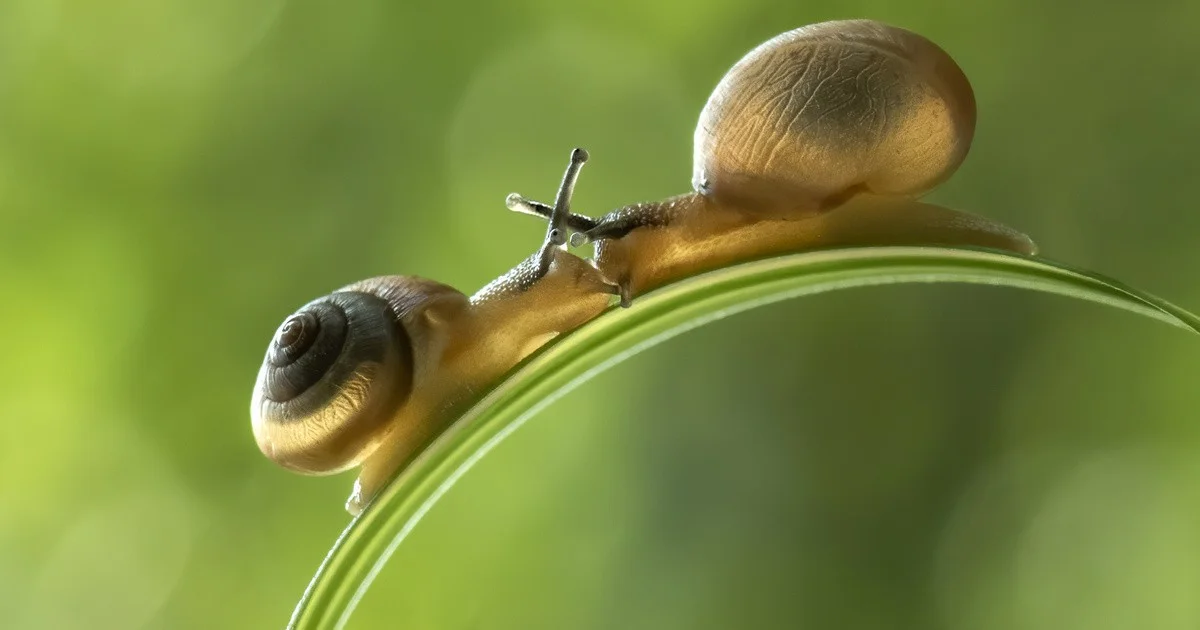 De kikker in de put: de dagelijkse klim die veel mensen fout berekenen
