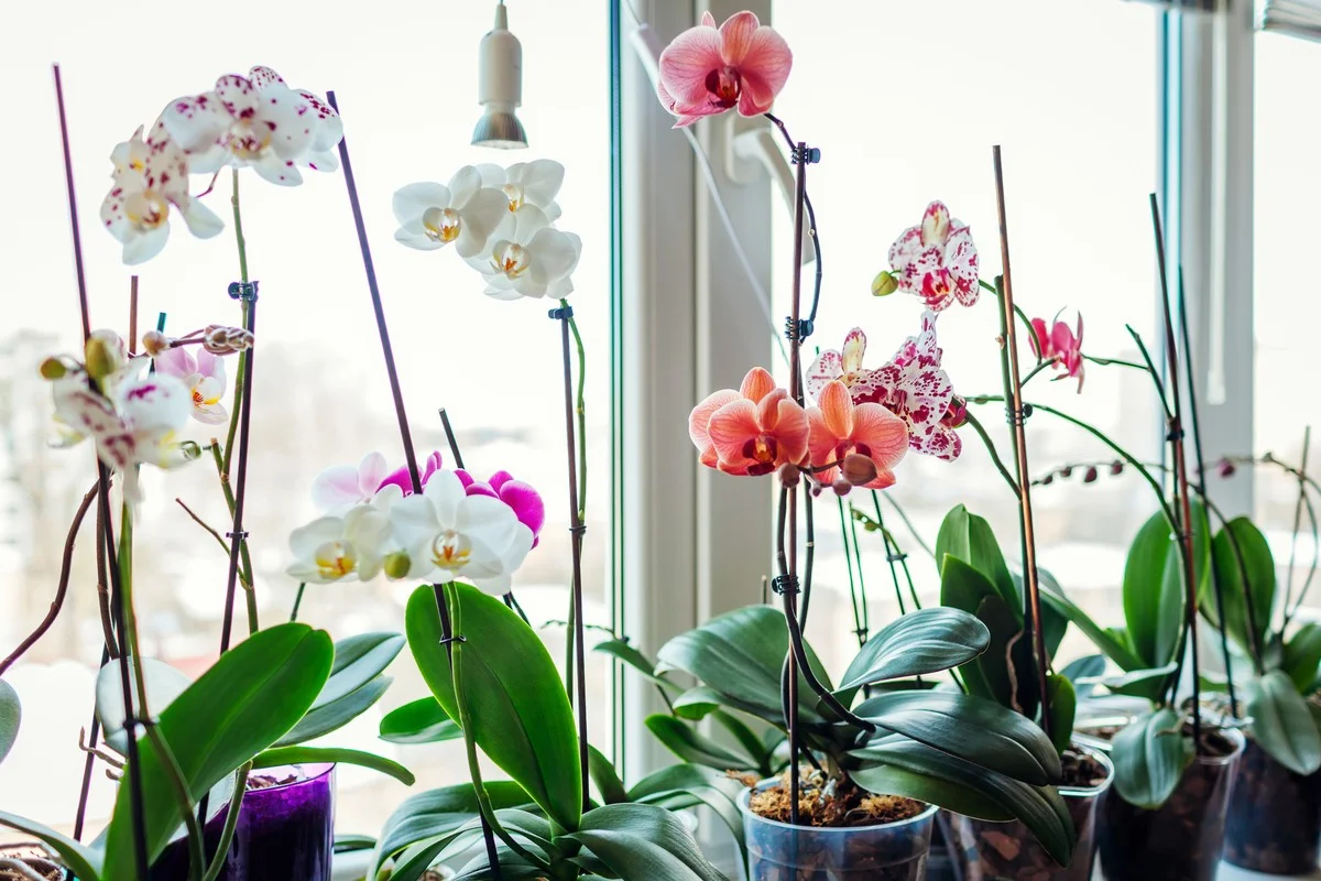 Stop met wachten: dit Zweedse 'koudebad' dwingt jouw orchidee tot bloeien