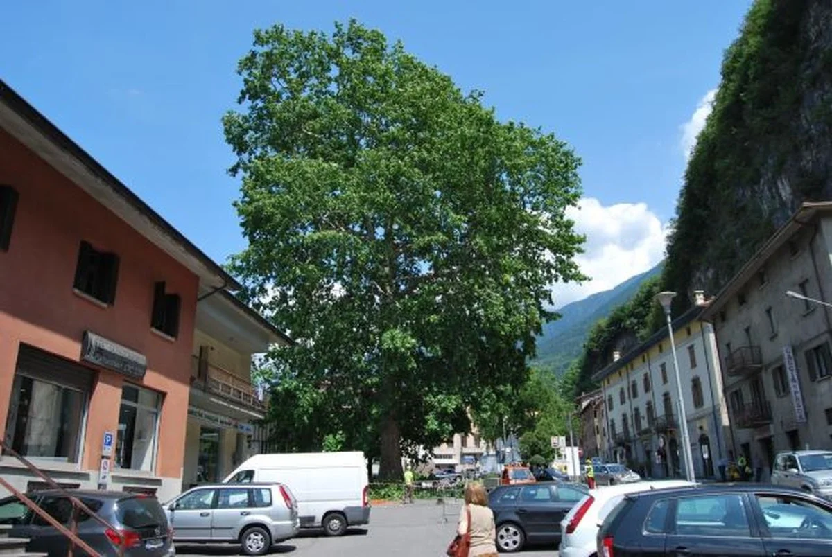 Waarom tien van Lombardije's oudste bomen verscholen liggen in Vallecamonica