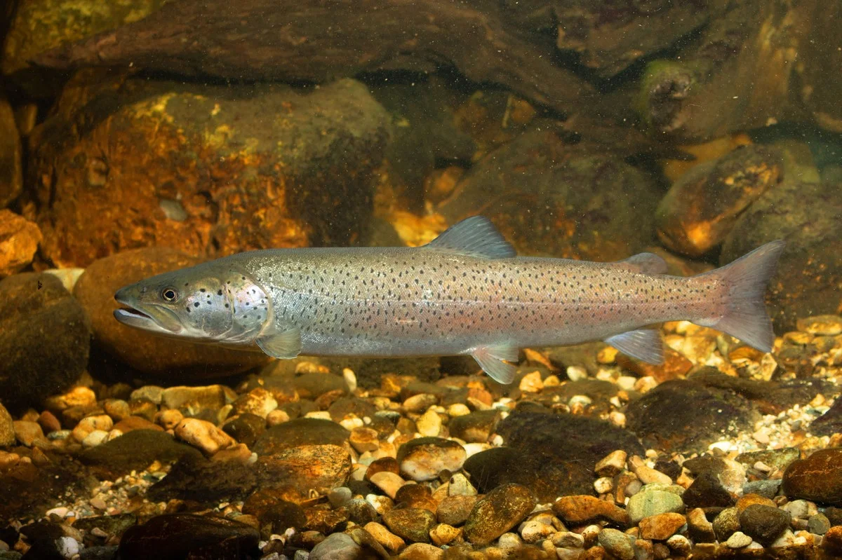 Het geheim van de Donau: deze zeldzame vissen zijn terug dankzij een onverwachte DNA-methode