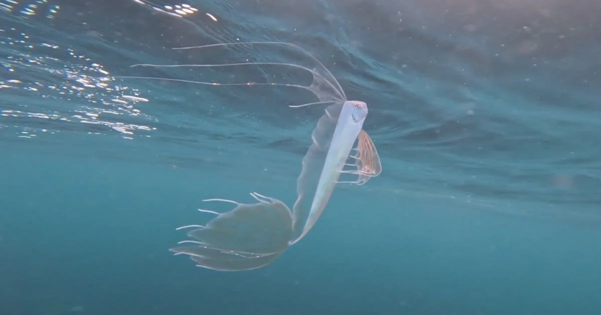 duikers spotten mysterieuze 