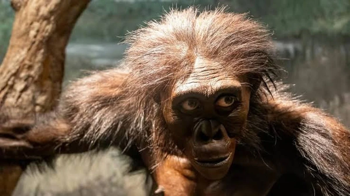 De voet die ons menselijk verhaal herschrijft: dit betekent de nieuwe Australopithecus voor evolutie