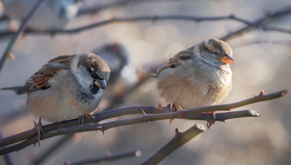 De huismus: dit kleine vogeltje levert de genetische sleutel voor het redden van bedreigde diersoorten
