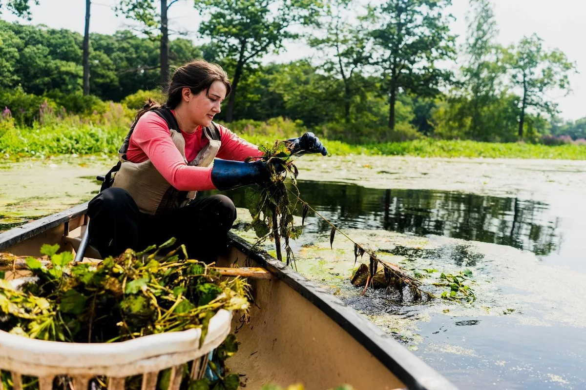 deverrassendere-extra-1.webp De verrassende reden waarom boswachters negentien bomen bij het Ventisquero Negro meer kappen - image 1