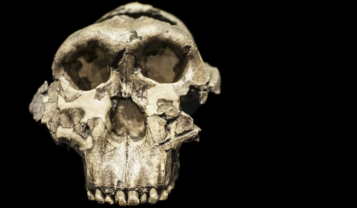 Waarom het beroemdste 'Australopithecus'-skelet misschien wel een hele mysterieuze neef is