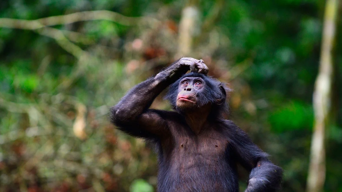 Waarom wetenschappers beweren dat de taal van bonobo