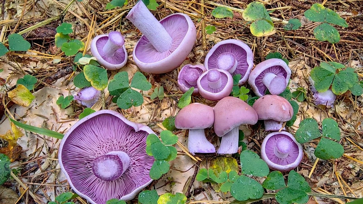 Twee onbekende paddenstoelen ontdekt in Galicië: wat dit betekent voor uw volgende boswandeling