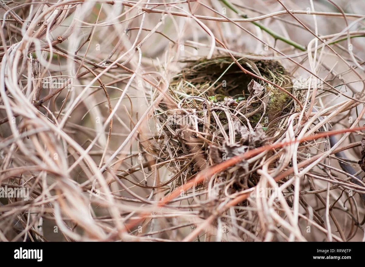 De geur van de auerhaan verraadt zijn nest: wetenschappers ontdekken hoe roofdieren toeslaan - image 1