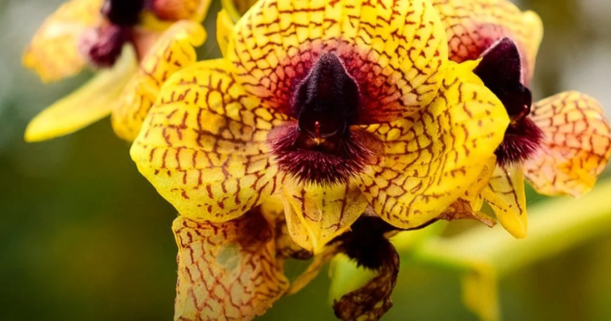 Waarom experts die zeldzame orchideeën bewaren, de bladeren van deze specifieke Zuid-Amerikaanse plant laten liggen