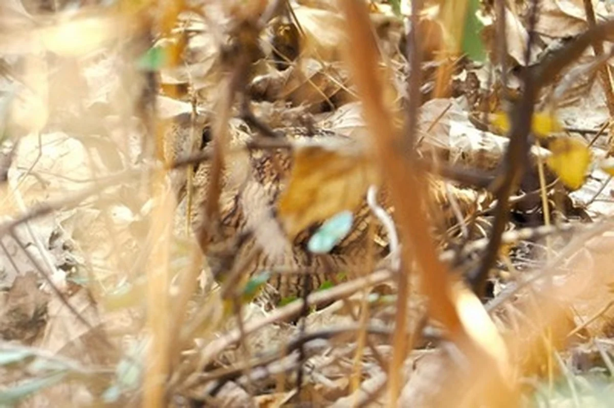 De verborgen camouflage van de watersnip: wat ervaren vogelaars op 12 januari 2026)